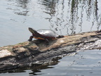IMG 4593